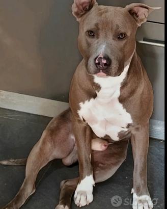 pit Blue NOSE 