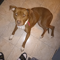 Pitbul femmina di 3 anni