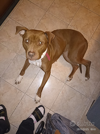 Pitbul femmina di 3 anni