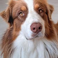 Accoppiamento Australian shepherd