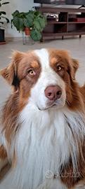 Accoppiamento Australian shepherd