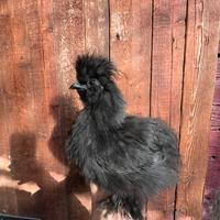 Pulcino di gallina Moroseta