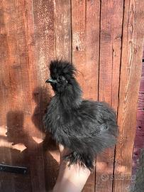 Pulcino di gallina Moroseta