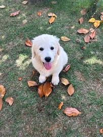 Golden Retriever inglese di 4 mesi