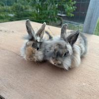 Conigli nani testa di leone