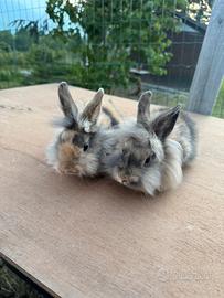 Conigli nani testa di leone