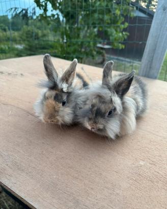 Conigli nani testa di leone