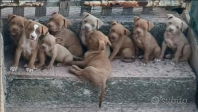 Cuccioli Red-nose / Pit