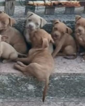 Cuccioli Red-nose / Pit