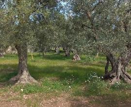 Terreno agricolo uliveto e mandorleto