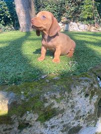 Maschi di bassotto nano