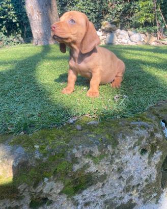 Maschi di bassotto nano