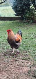 Gallo 