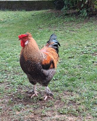 Gallo 