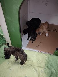 Cuccioli di cane corso