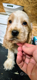 Cocker spaniel