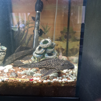 Pesce pulitore o pleco