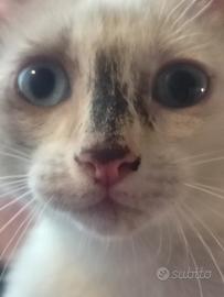 Gattina dagli occhi azzurri
