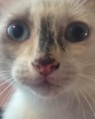 Gattina dagli occhi azzurri