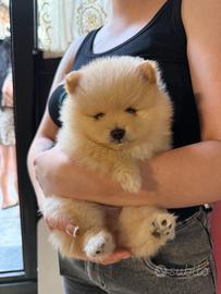 Ultima cucciola di spitz di Pomerania