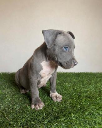 Cucciolo Amstaff Blu - Pedigree ENCI