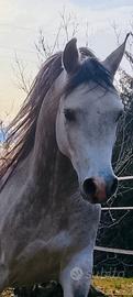 Stalloncino Puro Sangue Arabo 