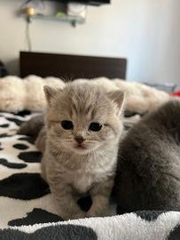 Gattini British Shorthair