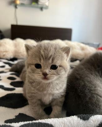 Gattini British Shorthair