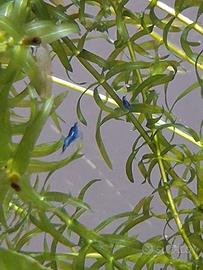 Neocaridine blu