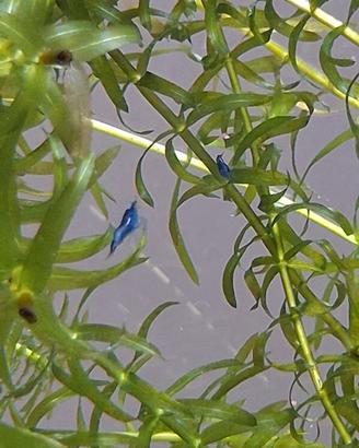 Neocaridine blu