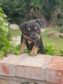 Pitbull tricolor