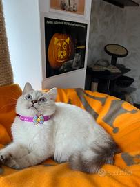 British shorthair shaded point femmina