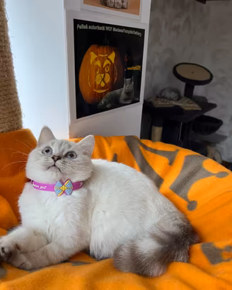 British shorthair shaded point femmina