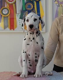 Cucciolo dalmata con Pedigree