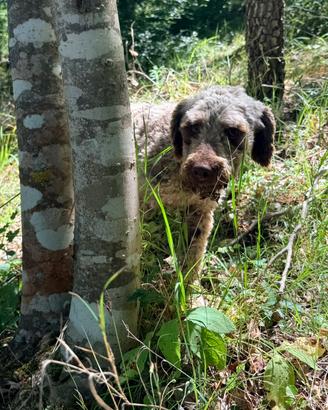 Lagotto romagnolo femmina