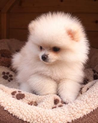 Spitz Pomerania Toy femmina 