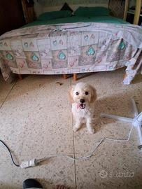 Barboncino nano