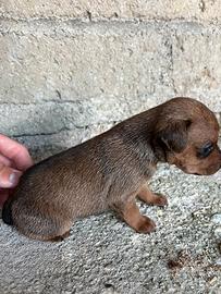 Pincher