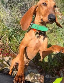 Cani da caccia