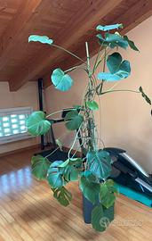 Pianta Monstera Deliciosa H 245cm con vaso