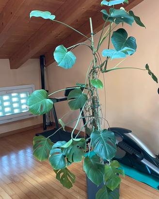 Pianta Monstera Deliciosa H 245cm con vaso