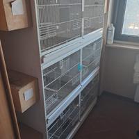 Batterie di gabbie cessione in blocco