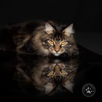 Maine coon _ gatto _miccio_gatta