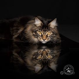 Maine coon _ gatto _miccio_gatta