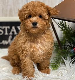 Cuccioli barboncini toy M e F