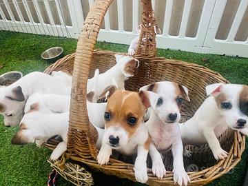 Cuccioli di Jack Russel