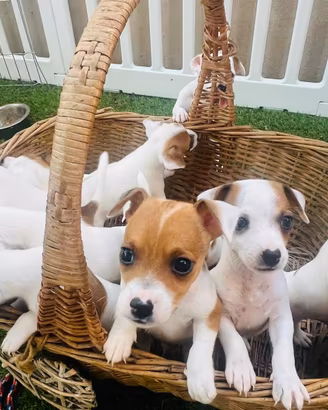 Cuccioli di Jack Russel