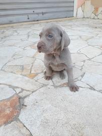 Cuccioli weimaraner