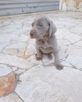 Cuccioli weimaraner