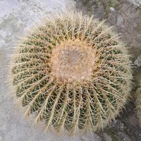 Grande cuscino della suocera